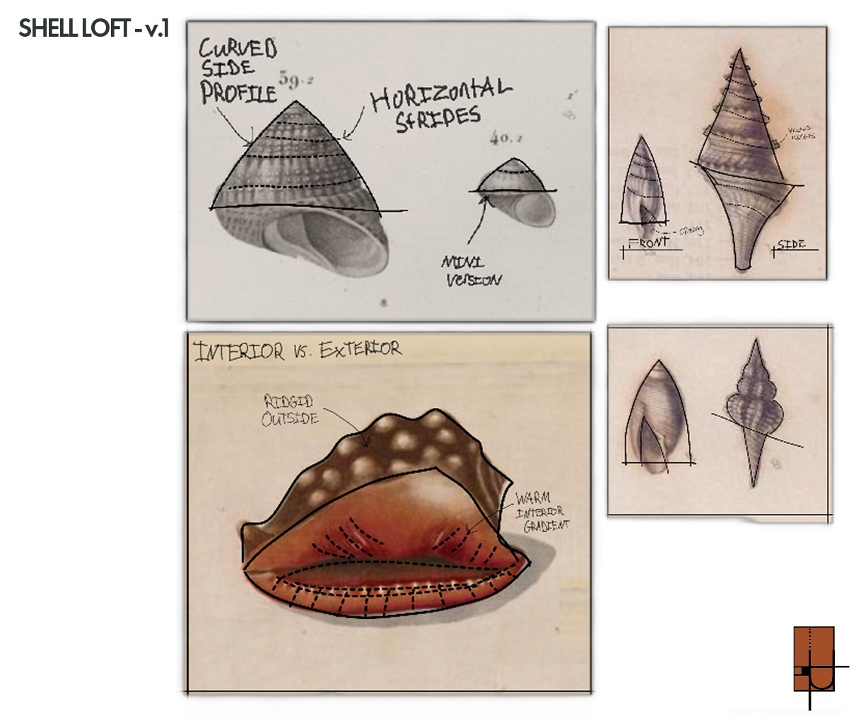 Shell studies. Curved side profile, horizontal striping, and the rigid outside against the warm interior gradient.
